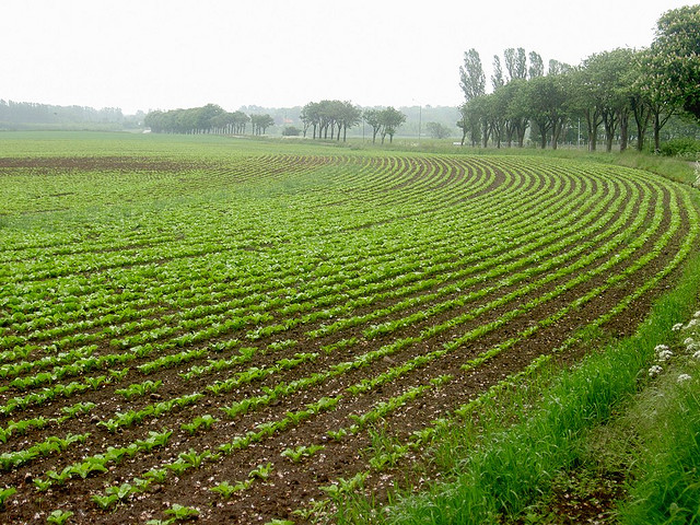 sugar beets sugar beets